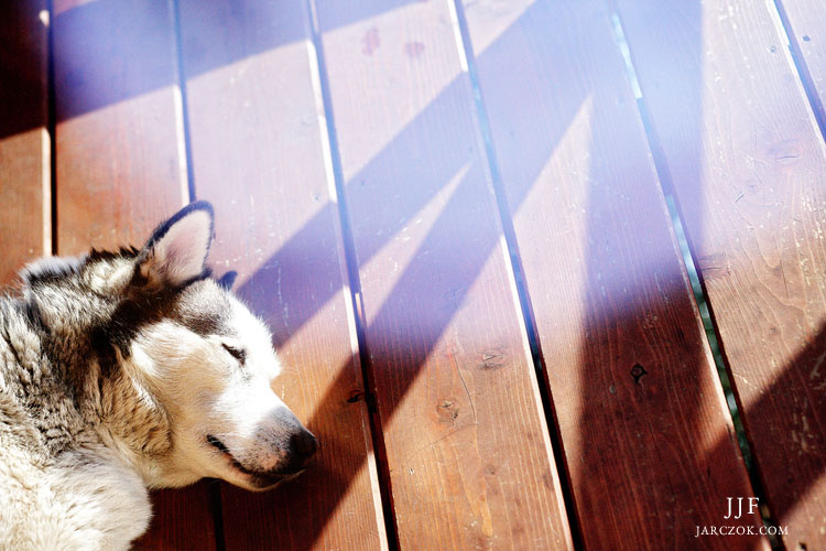 zdjęcie psa Husky zima śpiący pies