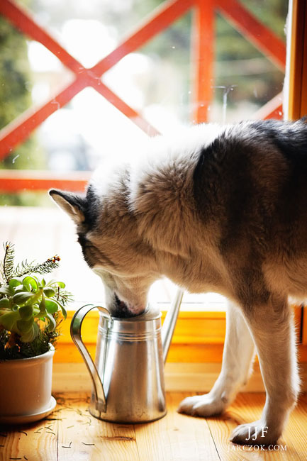 zdjęcie psa Husky w domu pije wodę