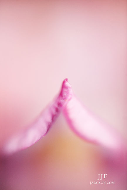 Artystyczne zdjęcie makro płatka kwiatu różanecznika rododendronu. Artsy great macro flower petal photography.